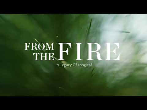 From the Fire: A Legacy of Longleaf
