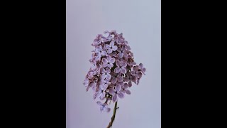 ライラック／Mrs. GREEN APPLE　歌ってみた　kousuke