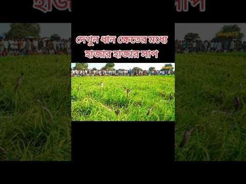 বন্যার কারনে ধান ক্ষেতে সাপ ডুকেছে #trending #সাপ #snake