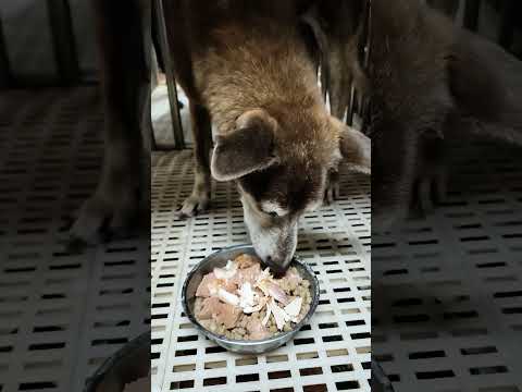 新來老蘇的狗狗依不同個性、不同環境，大部分都會不吃不喝，可是老蘇的伙食底層是老犬飼料泡軟拌罐頭，中層再加一層罐頭，最上層則是家樂福的烤雞肉，這麼美味可口的餐點，狗狗們很快就吃的津津有味