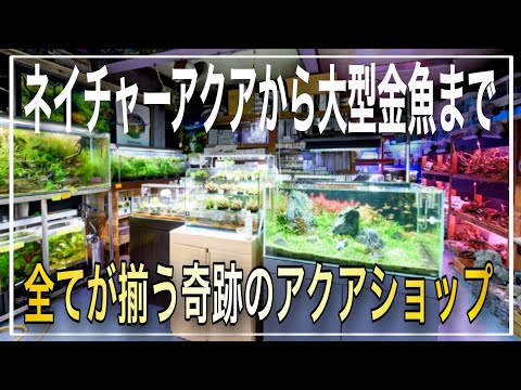 【衝撃映像】創業1984年の老舗アクアショップが凄すぎる‼全てが奇跡の「土浦鑑賞魚アドカン」さん‼ aquarium アクアリウム 熱帯植物 金魚 熱帯魚 水草 流木 メダカ 爬虫類 カメ