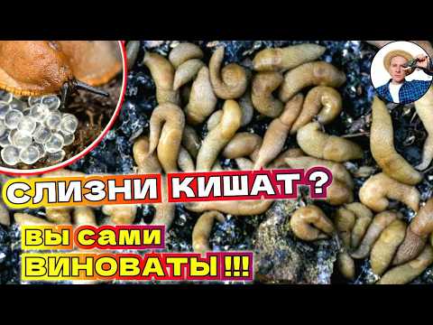 Почему участок "Кишит" Слизнями? Эти 5 ошибок допускают 9 из 10 дачников!