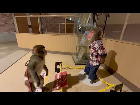 先輩猿の「超リアルな等身大フィギュア」を見た子猿の反応がすごい…