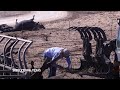 Texas Panhandle ranchers remove dead cattle killed by wildfires  - 01:48 min - News - Video