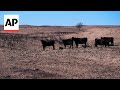 Texas Panhandle ranchers remove dead cattle killed by wildfires