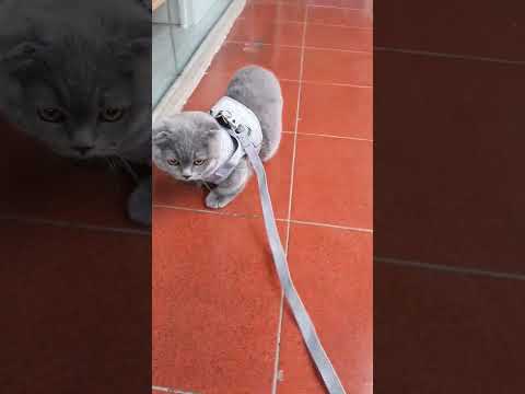 kucing kaki pendek#shorts #videolucuviral2022#kitten