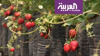 السياحة عبر العربية رحلة ترفيهية مع الفراولة في أندونيسيا ...