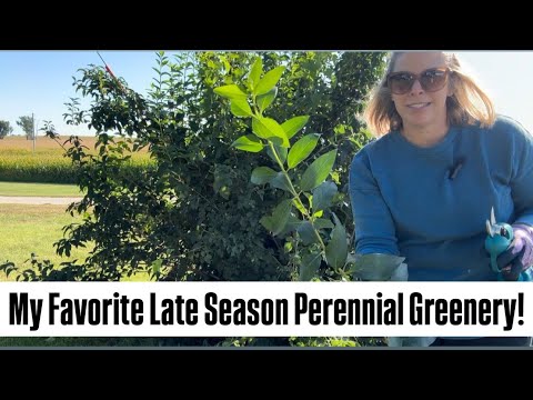 Perennial Greenery for Late Season Bouquets! Zone 5 : cut flowers : flower farming : flowers