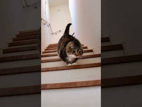 猫語で「集まれ〜」の反応が予想外！癒しと笑顔をお届け サムネイル