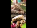Malai Kebab Roll | #Shorts | Sanjeev Kapoor Khazana - 00:39 min - News - Video