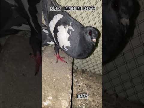 Black Gandadar baby’s#shorts#reels#pigeon#kabutar#hatching#egg#pigeonbreeding
