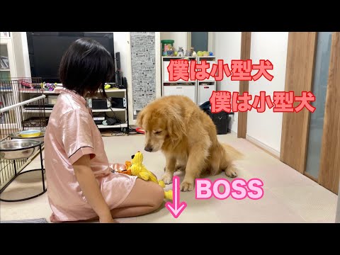 姉と遊んでいたのに、ボスの存在を感じた瞬間から急に小さくなりはじめる大型犬クッキー【ゴールデンレトリバーとミニチュアダックスフンド】