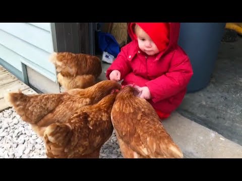 ADORABLE BABIES Love Chicken Compilation