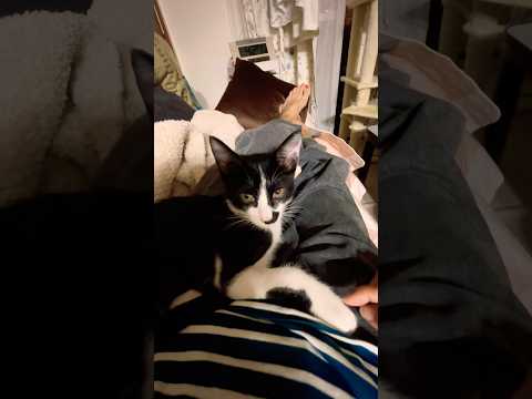 今朝は何故か大人しいハチ君#shots #cat #好きな子猫 #モフ猫 #子ネコ #cute #かわいい #ハチワレ 、