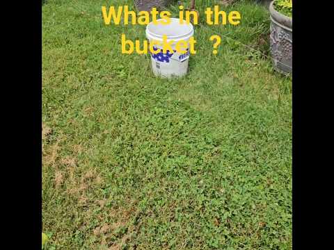 What's in the bucket  ? This what happens when you leave a bucket of water near frogs