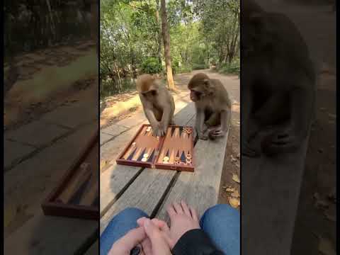 🐒🎲 Crazy Monkeys Playing Backgammon 😜#funny #viral #crazy #monkey