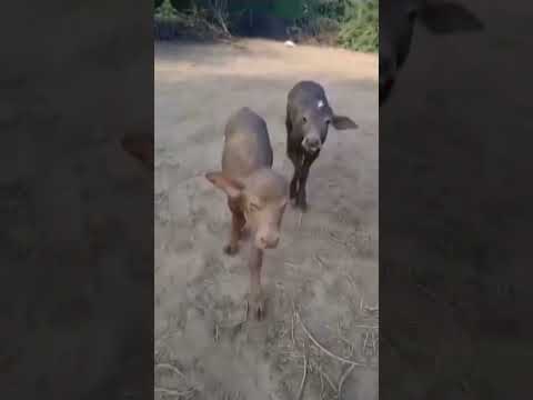 #short #bannibuffolo #😍😍😍❤️❤️❤️