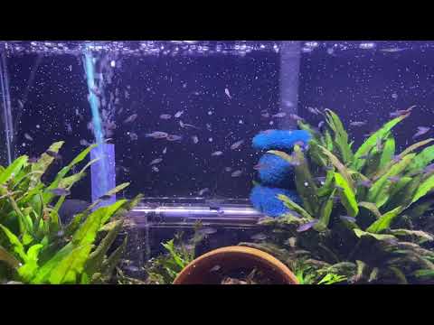 Celestial Pearl Danio Fry Eating Live BBS CPDs eating live baby brine shrimp for the first time.
