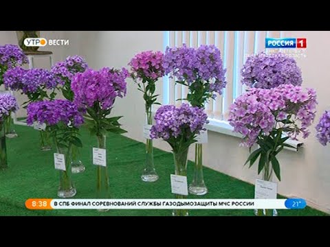 Вести Санкт-Петербург. Выпуск 8:35 от 30.07.2021