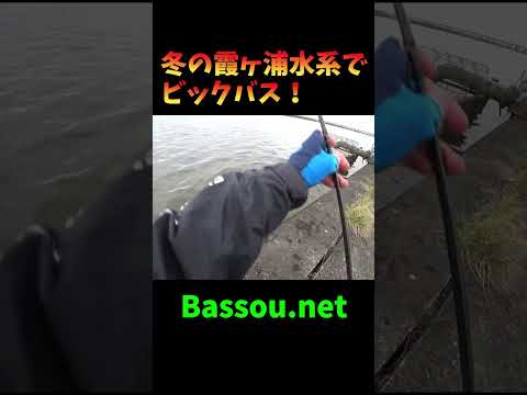 冬の霞ヶ浦水系でビックバス！  #ショート