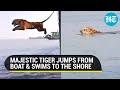 'What a launch': Rescue and release video of a tiger in Sunderbans breaks the internet