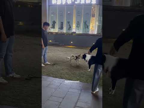 Funny and cute dogs #funnydogs#cute#doglover#doglife#cure#dogshorts#pet#usa