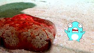動画サムネイル
