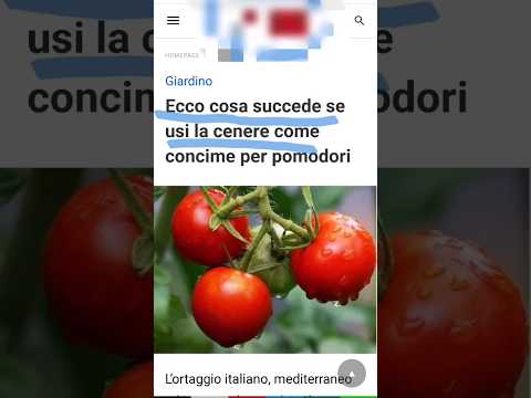 Ecco cosa succede se metti la cenere sui pomodori #pomodoro #pomodori