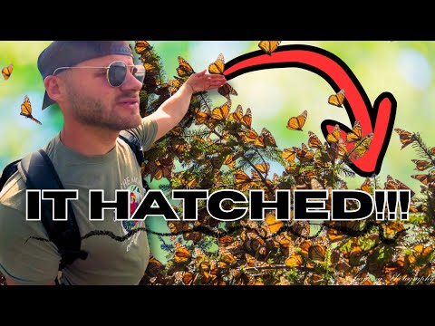 I Raised a Monarch Butterfly… and THIS Happened 🦋 | Super Generation Migration