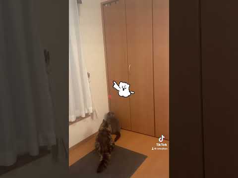 にゃんビームに夢中！目が回る猫...スコティッシュフォールド、膀胱炎から完全復活！！！#funnycats #shorts