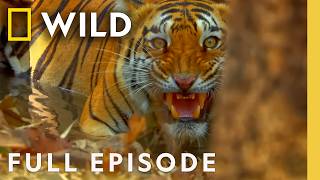 Thumbnail for the video "Meet the Kings of the Jungle (Full Episode) | Secrets of Wild India | Nat Geo Animals" from Nat Geo Animals