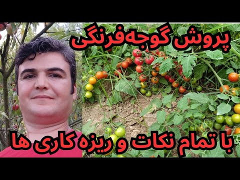 نحوه کاشتن گوجه‌فرنگی از  گوجه های خریده شده همراه تمام مراحل نگهداری و سمپاشی تا برداشت محصول