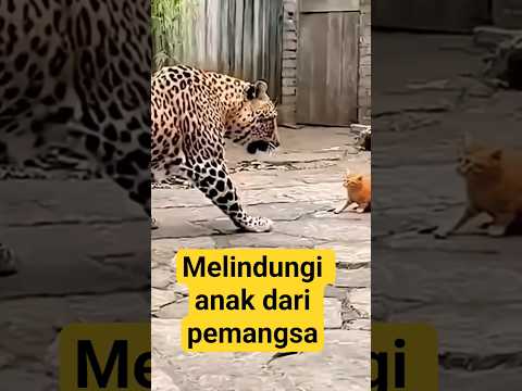 (part03) Harimau takut kucing,