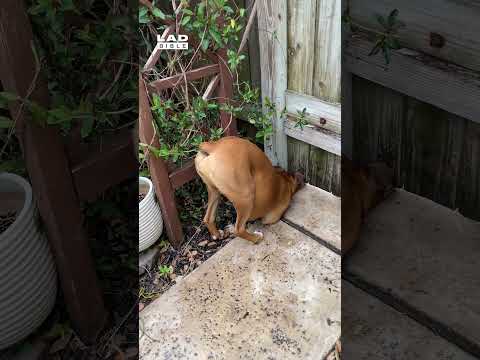 My dog every time he hears the neighbours 🤣 (🎥: ViralHog)