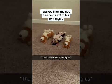 Funny and cute dogs compilation#cute#doglover#doglife#cure#dogshorts#pet#doglife#dogshorts