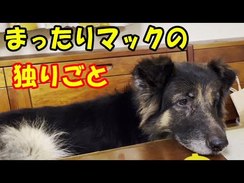 まったりシェパード犬マックと秋田犬青空