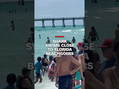 Shark swims close to Florida beachgoers