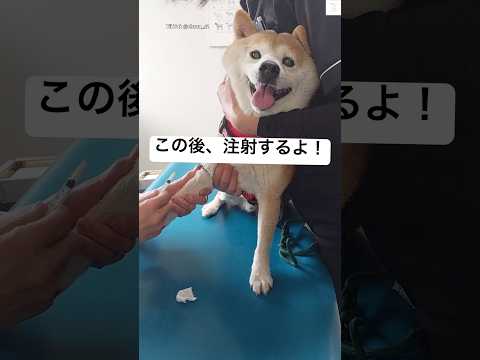 注射に緊張する柴犬のかわいい様子をご紹介 サムネイル