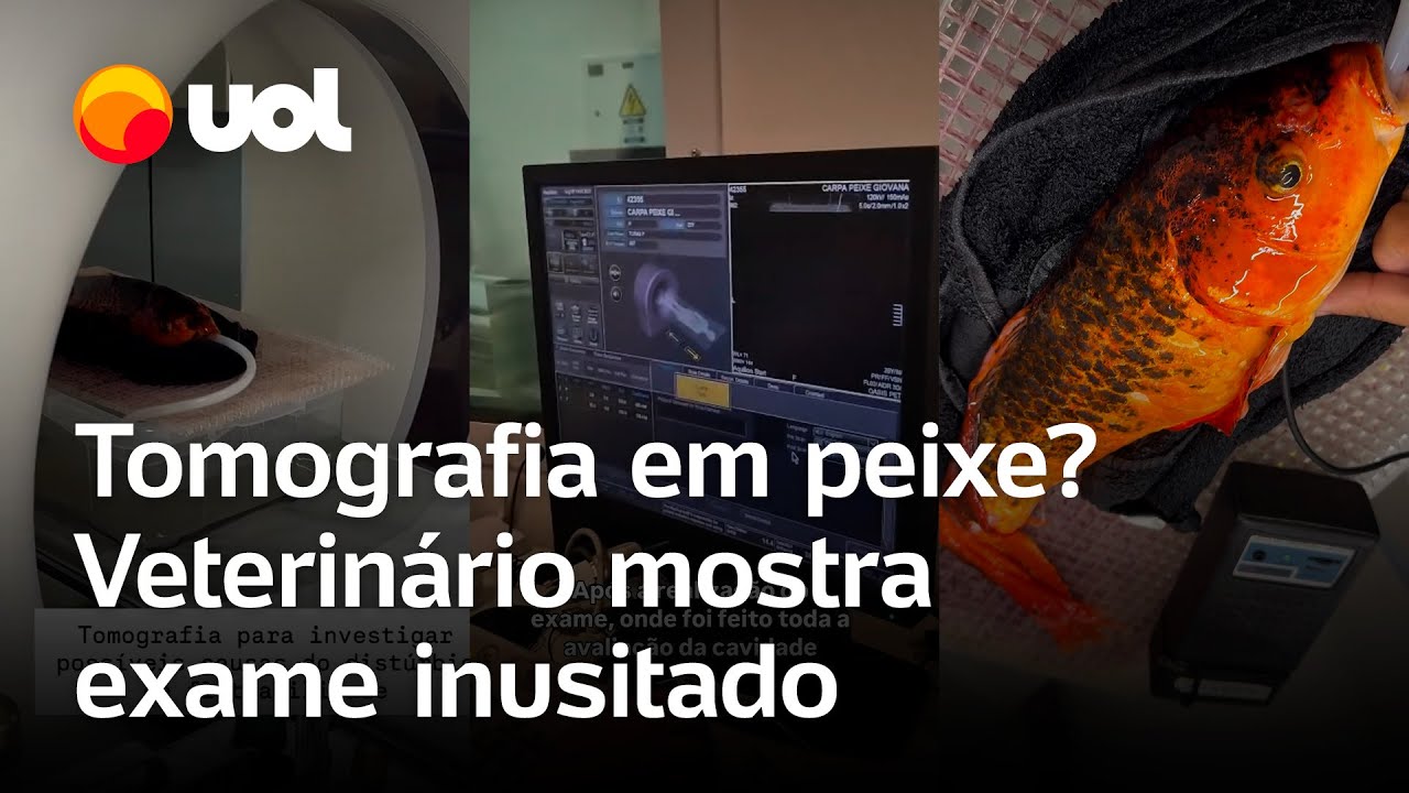Veterinário faz tomografia em peixe com dificuldade para nadar em SP vídeo mostra o procedimento