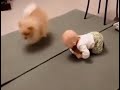 Dog teaches kid how to crawl, video wins hearts of netizens