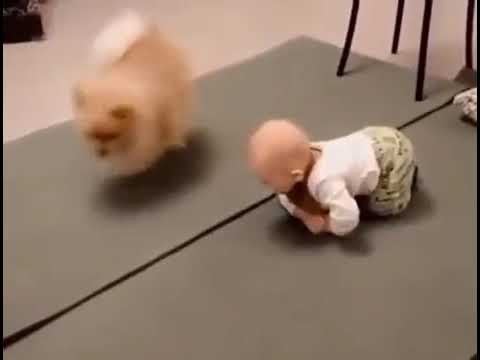 Dog teaches kid how to crawl, video wins hearts of netizens Dog teaches kid how to crawl, video wins hearts of netizens