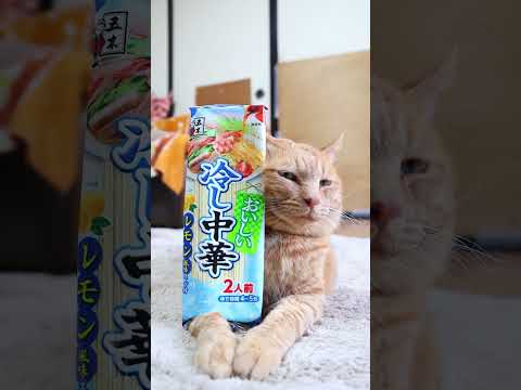 猫の動画サムネイル - おいしい冷し中華レモン風味 　250809　#のせ猫　 #cat #ねこ 　 #ネコ #猫のいる暮らし #cute　 #kitten　 #cutecat　#冷やし中華