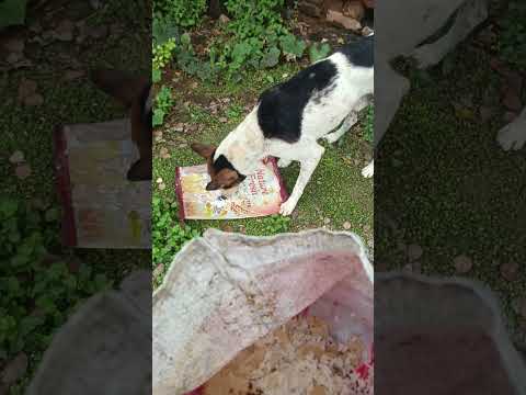 bezubaan ki jaan  😢😔 #dog #jaan #petshub #dogshorts #shorts #ytshorts