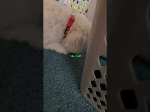 #pets #dog #funnydogs #silly #shorts #ytshorts #viraldog #viral #lol #cute #cutedog