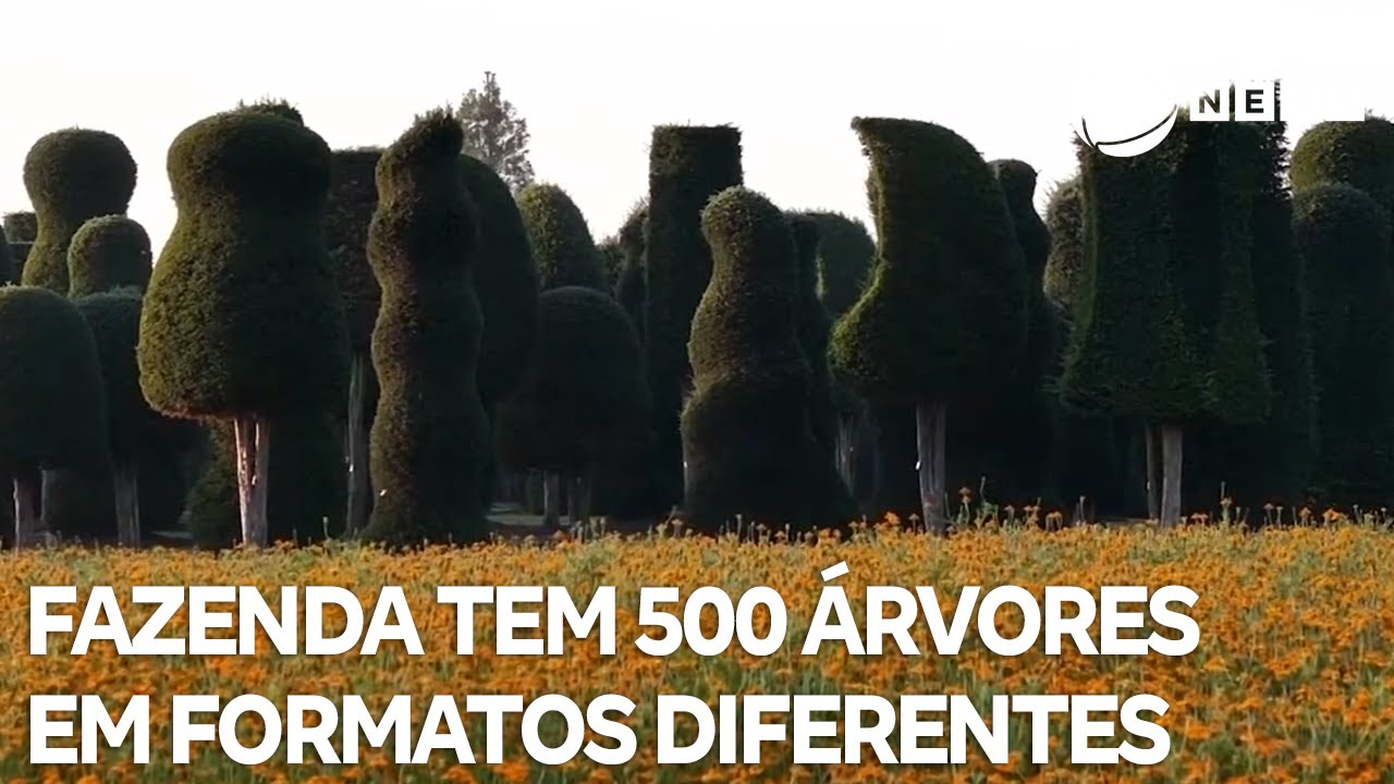 Fazenda tem 500 árvores em formatos diferentes