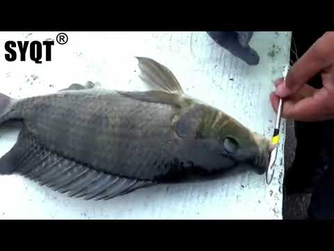 How a slingshot help you fishing