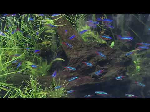 Calming View Of Neon Tetra's @RitamsAquaWorld 