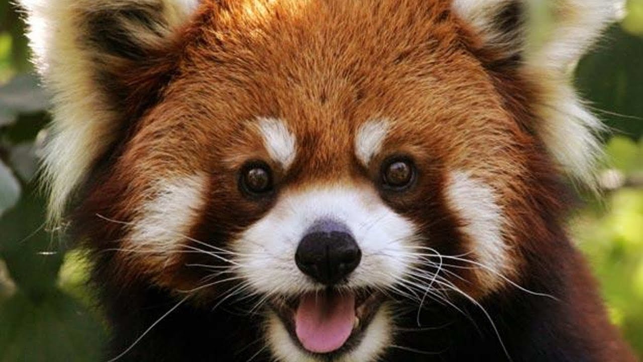 red panda stuff