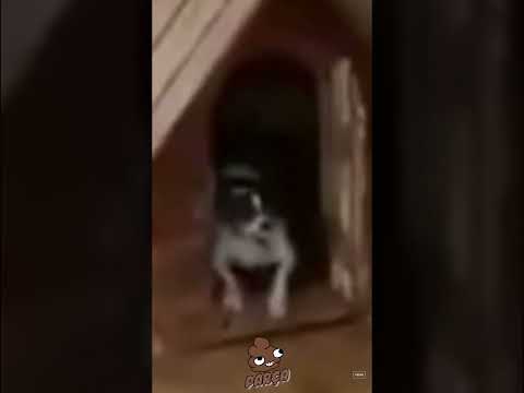 CACHORRINHO BRAVO BATE PORTA NA CARA DO DONO! #cachorrosengraçados #humor #dogs