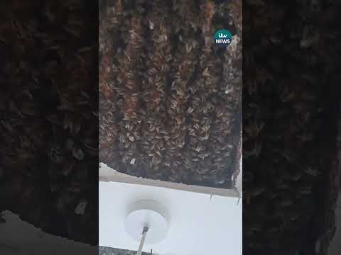 180,000 bees were found living in this person’s bedroom ceiling #itvnews #news #scotland #bees